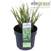 Chinaschilf ‚Strictus' – Miscanthus sinensis – Ansicht 12