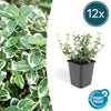 Kriechspindel ‚Emerald Gaiety' – Euonymus fortunei