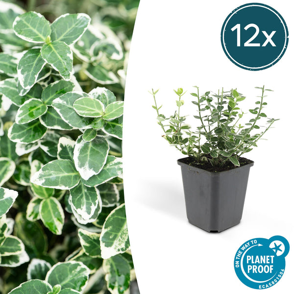Kriechspindel ‚Emerald Gaiety' – Euonymus fortunei