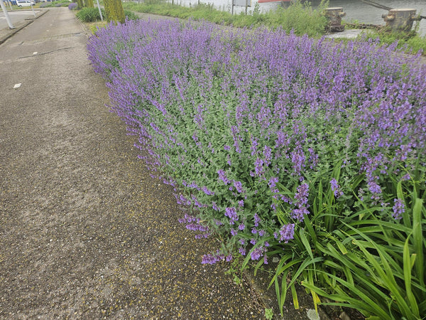 Katzenminze ‚Walker's Low' – Nepeta × faassenii – Ansicht 7