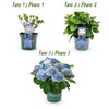 Bauernhortensie ‚Magical Revolution Blue' – Hydrangea macrophylla – Ansicht 4