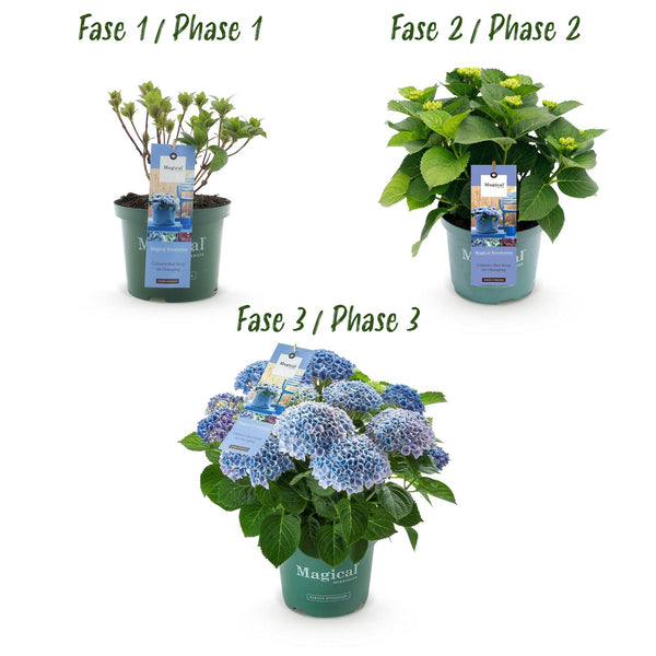 Bauernhortensie ‚Magical Revolution Blue' – Hydrangea macrophylla – Ansicht 4