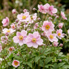 Herbst-Anemone ‚Königin Charlotte' – Anemone hybrida – Ansicht 5