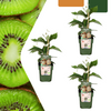 Kiwi – Actinidia deliciosa – 3 Stück