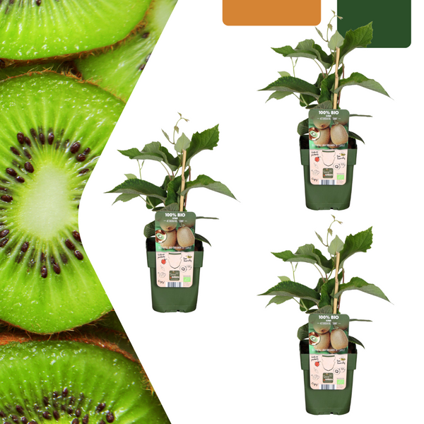 Kiwi – Actinidia deliciosa – 3 Stück