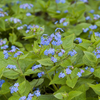 Kaukasus-Vergissmeinnicht – Brunnera macrophylla – Ansicht 5