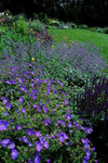 Storchschnabel ‚Johnson's Blue' – Geranium – Ansicht 3