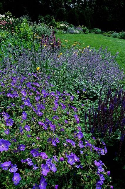 Storchschnabel ‚Johnson's Blue' – Geranium – Ansicht 3