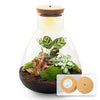 Flaschengarten-Set „Sam Calathea" – DIY-Terrarium mit Lampe und Calathea – Ansicht 2