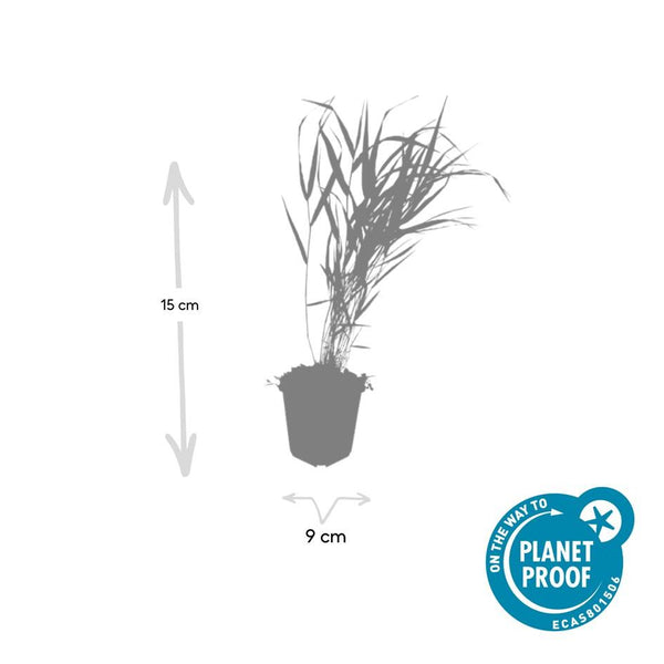 Japanisches Berggras – Hakonechloa macra – Ansicht 3