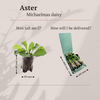 Aster – Ansicht 5