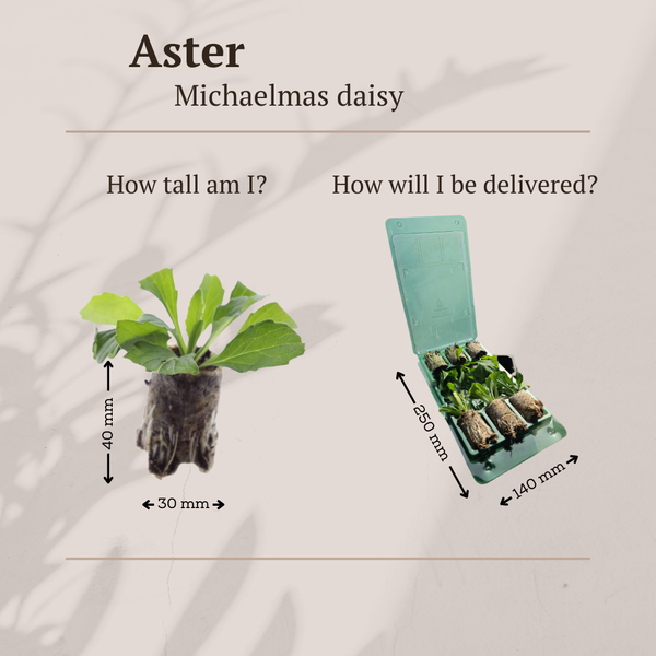 Aster – Ansicht 5