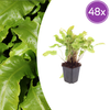 Hirschzungenfarn – Asplenium scolopendrium