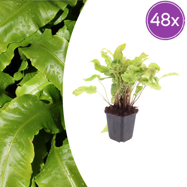 Hirschzungenfarn – Asplenium scolopendrium
