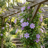 Waldrebe ‚Justa' – Clematis – Ansicht 4