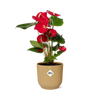 Flamingoblume ‚Red' – Anthurium andraeanum