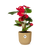 Flamingoblume ‚Red' – Anthurium andraeanum