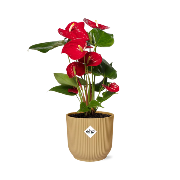 Flamingoblume ‚Red' – Anthurium andraeanum