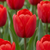 Triumph-Tulpe – Tulipa – Rot, 15 Stück