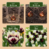 Tulpe ‚Breakdance Mix' – Tulipa – Ansicht 4