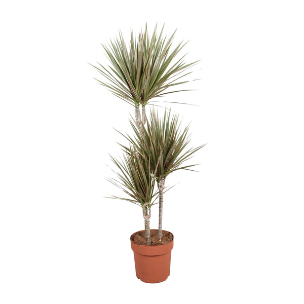 Drachenbaum ‚Bicolor' – Dracaena marginata