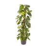 Efeutute – Epipremnum pinnatum – Standard, Ø 24 cm · 120 cm