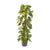 Efeutute – Epipremnum pinnatum – Standard, Ø 24 cm · 120 cm