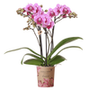 Schmetterlingsorchidee ‚Diamond El Salvador' – Phalaenopsis