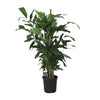 Fischschwanzpalme – Caryota mitis