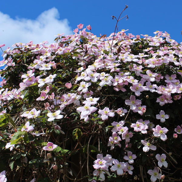 Berg-Waldrebe ‚Rubens' – Clematis montana – Ansicht 4