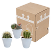 Kakteen-Set „Kugelkakteen-Mix" – 3 Kugelkakteen – Ansicht 3