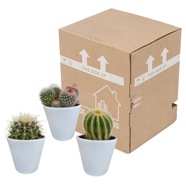 Kakteen-Set „Kugelkakteen-Mix" – 3 Kugelkakteen – Ansicht 3
