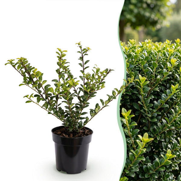 Japanische Stechpalme ‚Convexa' – Ilex crenata – Ansicht 3