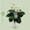 Gerbera ‚Garvinea' Weiß – Ansicht 3