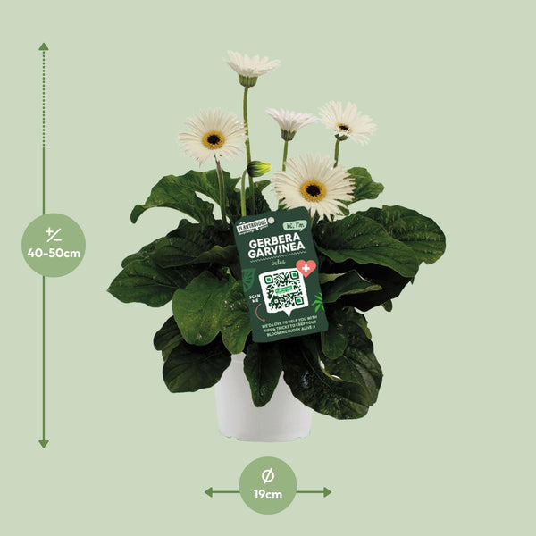 Gerbera ‚Garvinea' Weiß – Ansicht 3