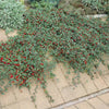 Kriechmispel ‚Major' – Cotoneaster dammeri – Ansicht 6