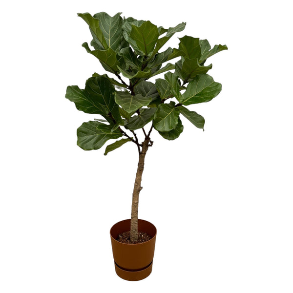 Geigenfeige – Ficus lyrata