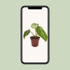 Baumfreund ‚Atom' – Philodendron selloum – Ansicht 4