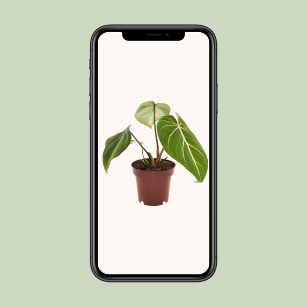 Baumfreund ‚Atom' – Philodendron selloum – Ansicht 4
