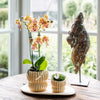 Schmetterlingsorchidee ‚Jamaica' – Phalaenopsis – Ansicht 3