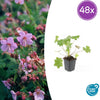 Balkan-Storchschnabel ‚Ingwersen's Variety' – Geranium macrorrhizum