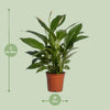 Einblatt ‚Vivaldi' – Spathiphyllum – Ansicht 2