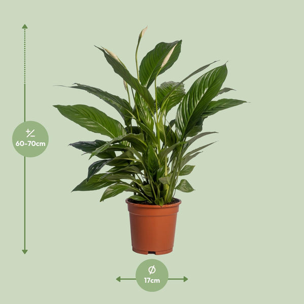 Einblatt ‚Vivaldi' – Spathiphyllum – Ansicht 2