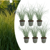 Chinaschilf ‚Gracillimus' – Miscanthus sinensis