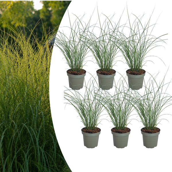 Chinaschilf ‚Gracillimus' – Miscanthus sinensis