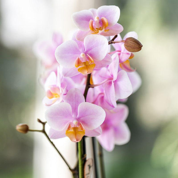 Schmetterlingsorchidee Überraschungsbox Diamond – Phalaenopsis – Ansicht 5