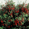 Fuchsie – Fuchsia – Ansicht 6