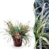 Japan-Segge ‚Everest' – Carex oshimensis – 1 Stück