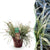 Japan-Segge ‚Everest' – Carex oshimensis – 1 Stück
