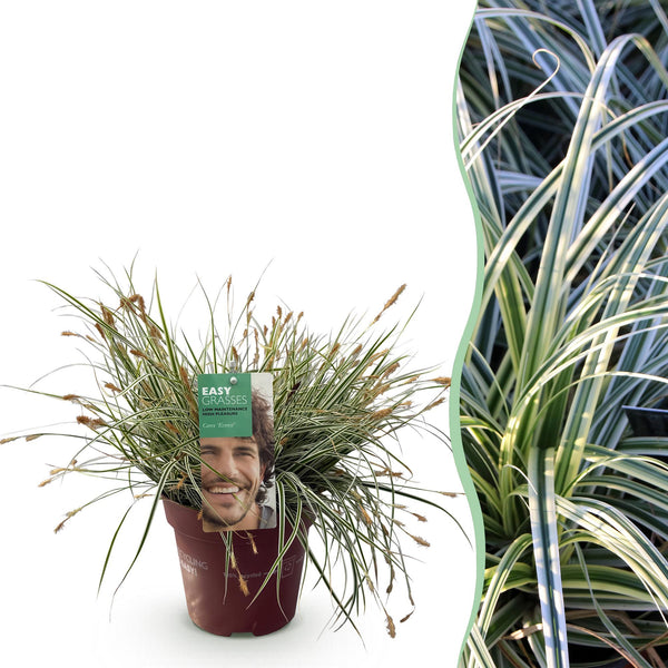 Japan-Segge ‚Everest' – Carex oshimensis – 1 Stück